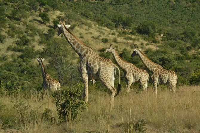 African Safari in Pilanesberg National Park - 1 Day Adventure - Customer Reviews