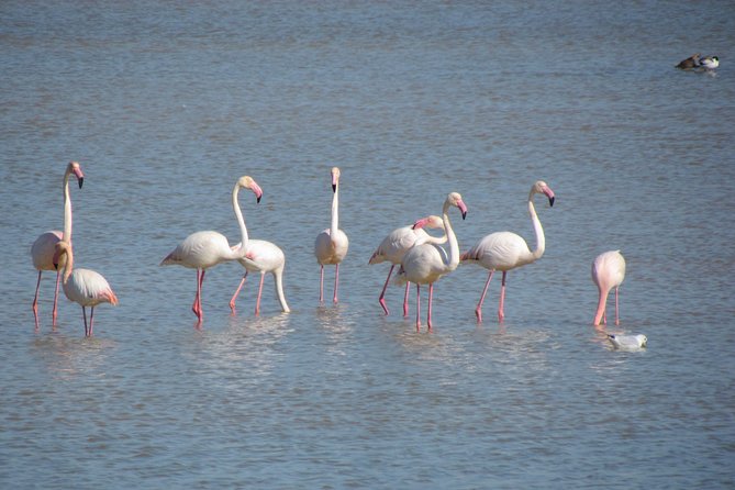 Afternoon Birdwatching at Lagoa Dos Salgados - Equipment Needed for Birdwatching