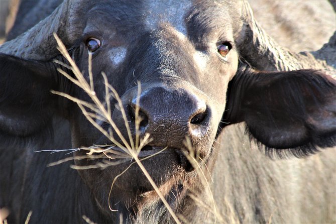 Afternoon Kruger National Park Safari - Pickup Locations and Times