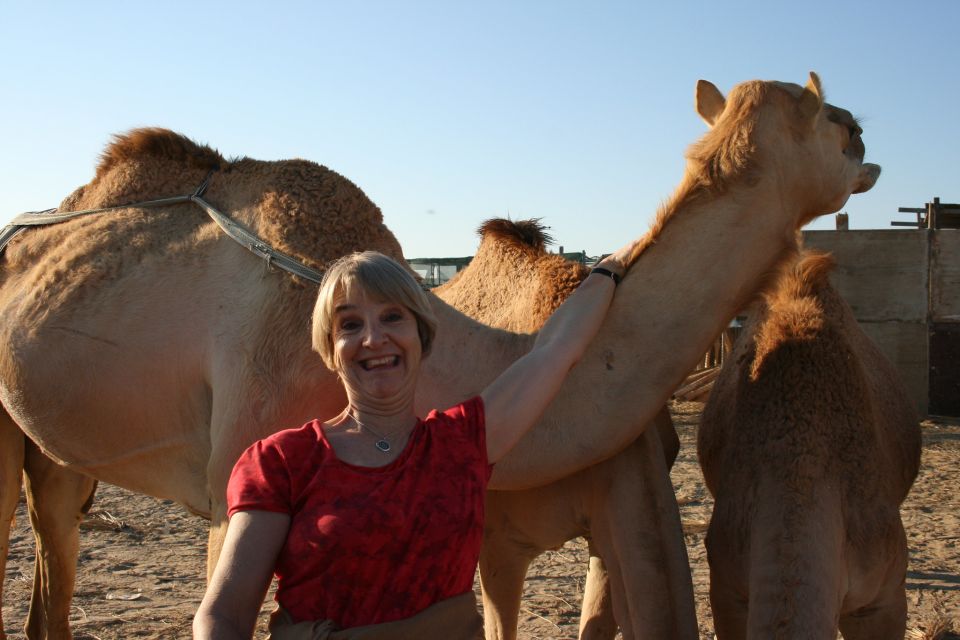 Agadir: Camel Ride With Tea in Falamingos River - Highlights