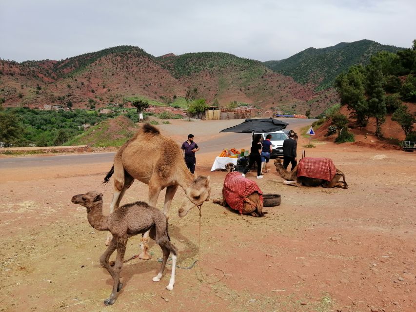 Agafay Desert : 1 Hour Camel Ride & 1 Hours Quad Bike - Experience Itinerary