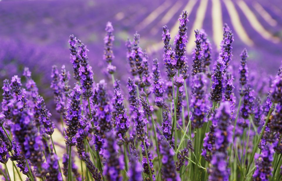 Aix-en-Provence: Day Trip to the Valensole Lavender Fields - Tour Highlights