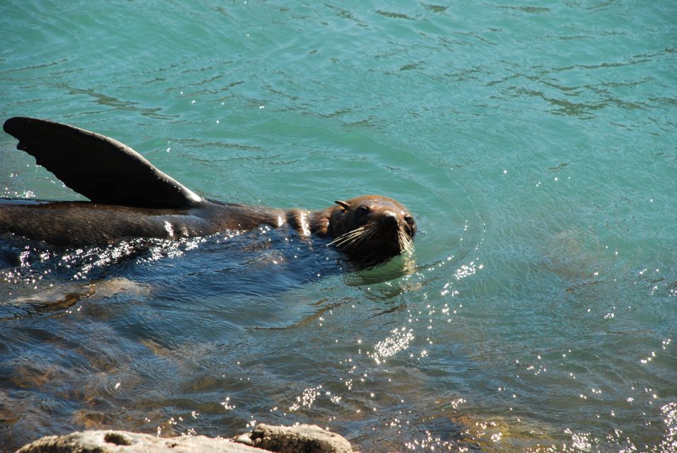 Akaroa: 4WD Safari and Guided Sea-Kayaking Experience - Experience Highlights