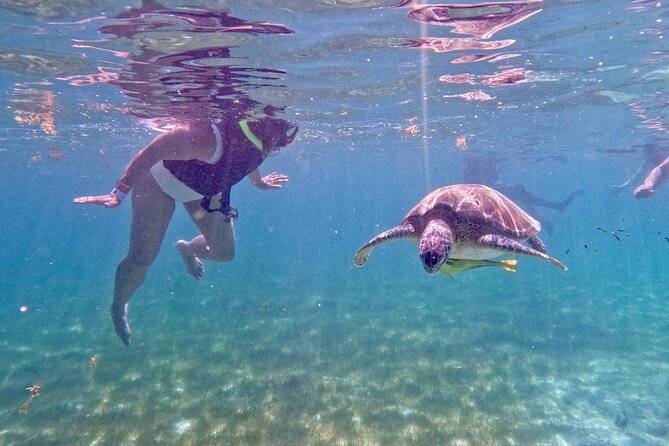 Akumal; Snorkeling and Photos With Turtles - Private Bracelet and Tour Size