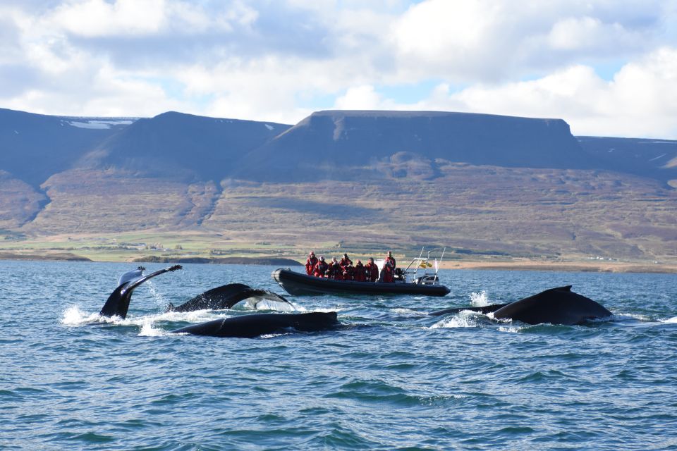 Akureyri: 2–Hour Whale Watching Express by RIB Speedboat - Booking Flexibility