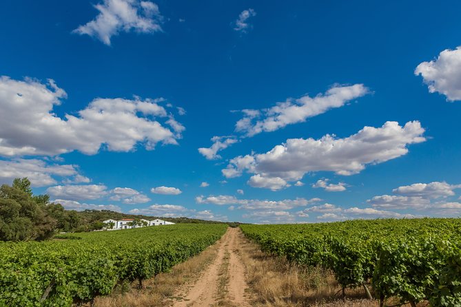 Alentejo Wine Tour From Évora - Local Cuisine Sampling