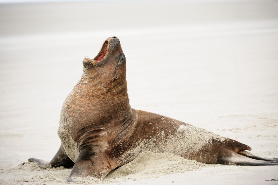 All in Dunedin - Nature & City Tour - Wildlife Encounters