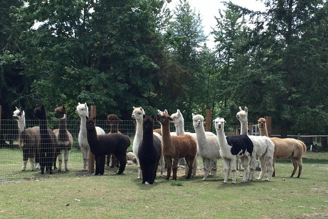 Alpaca Ranch and Fiber Processing Mill Tour - Meeting Details