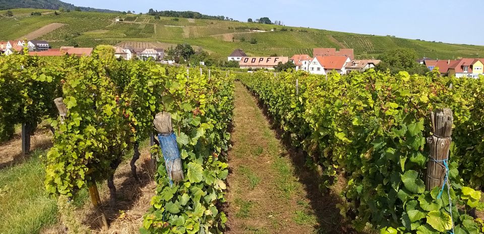 Alsace: Private Wine Tour - Wine Tasting Experience