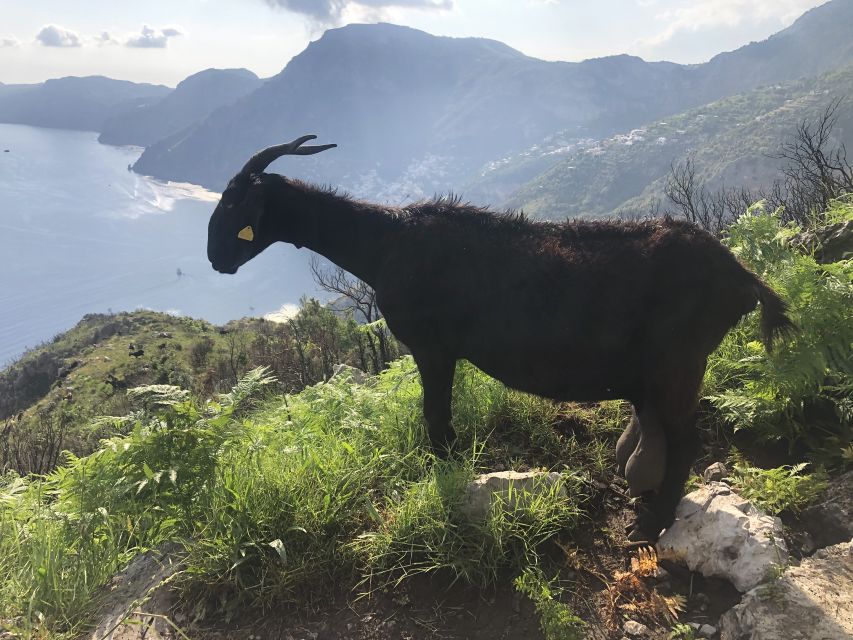 Amalfi Coast: Bomerano to Nocelle – The Path of the Gods - Highlights and Inclusions