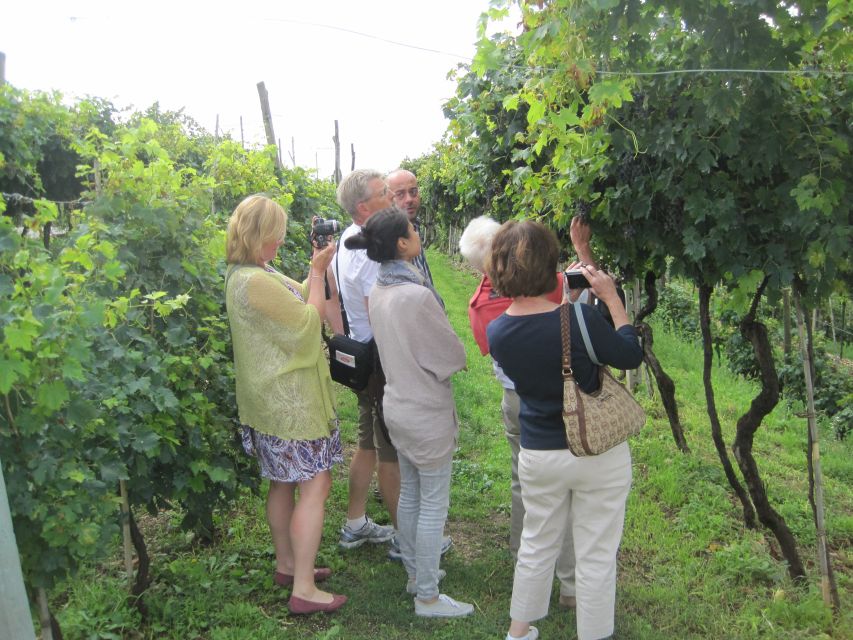 Amarone Wine Tour & Tasting From Venice, Padua or Verona - Tour Experience