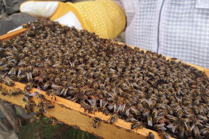 Amazing Experience With Bees in Madeira Island - Traveler Expectations and Restrictions