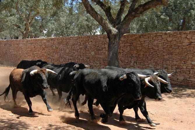 Andalucia Bull and Horse Farm and Ronda Private Tour From Malaga - Additional Details