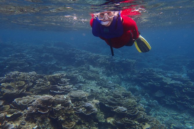 Anilao Small-Group Snorkeling Tour From Manila - Traveler Testimonials