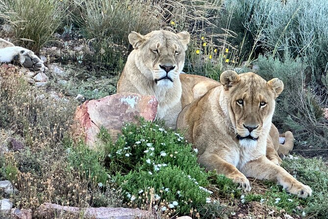 Aquila Game Reserve Safari With Park Fees, Transport & Lunch - Reviews and Ratings Overview
