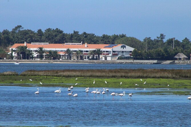 Are You Ready for Adventure Come and Discover the Ria De Aveiro - Eco-Friendly Tour Options