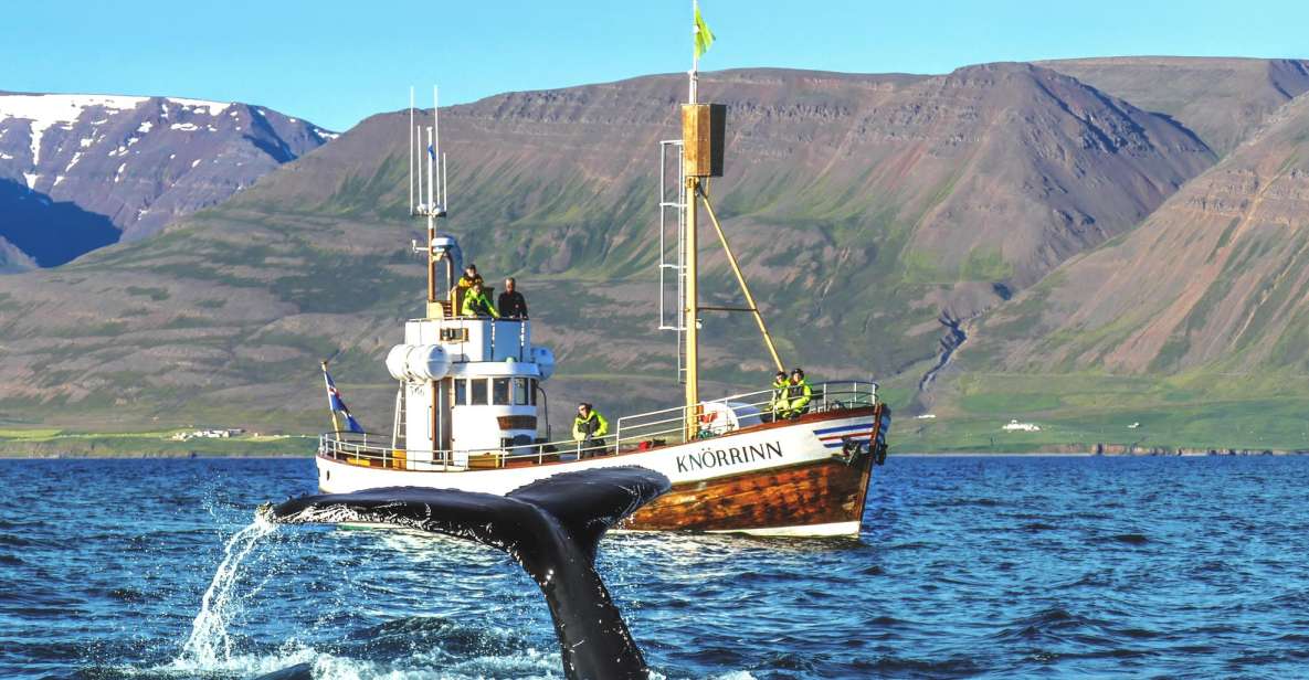 Árskógssandur: Whale-Watching Boat Trip - Booking Information