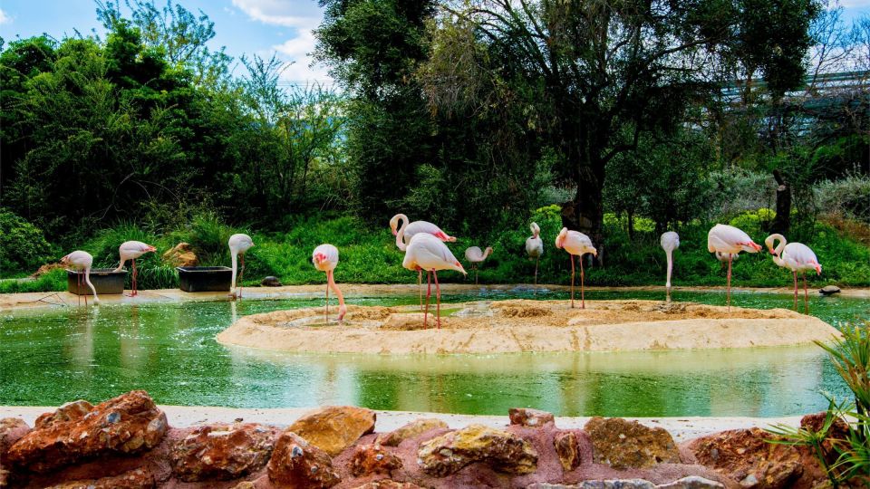 Attica Zoo Park and Designer Outlet Shopping Private Tour - Itinerary