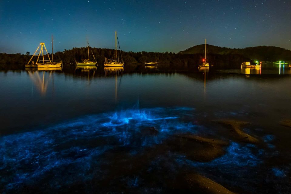 Auckland: Bioluminescence Kayak Tour - Bioluminescence Spectacle Experience