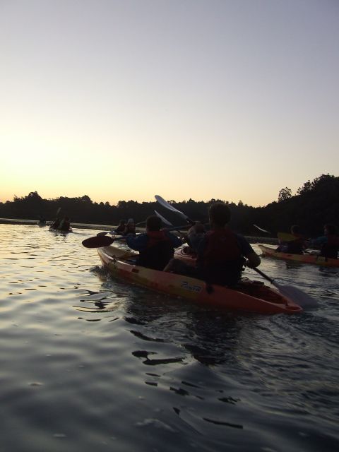 Auckland: Bioluminescence Kayak Tour by Night With Tuition - Experience Highlights