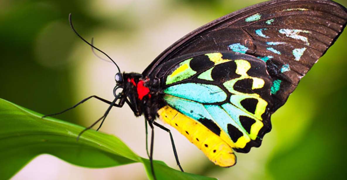 Australian Butterfly Sanctuary - Engaging Activities