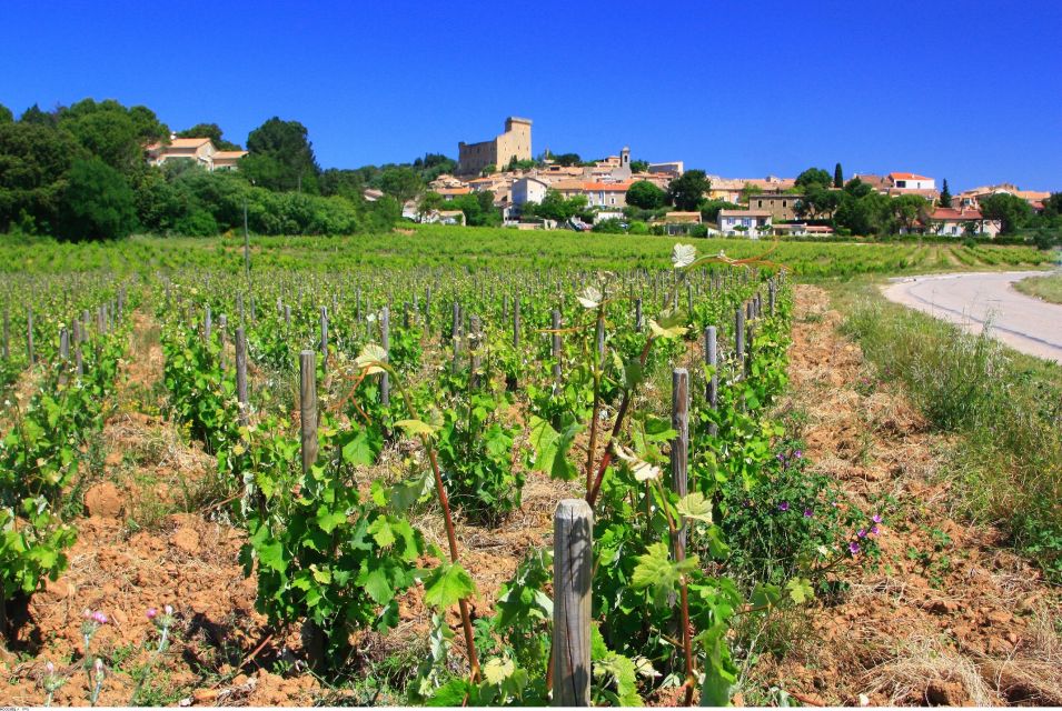 Avignon: Full-Day Wine Tour Around Châteauneuf-Du-Pape - Tour Experience