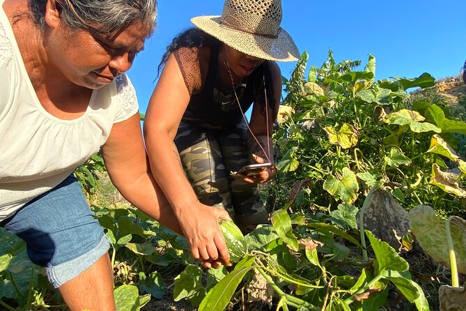 Azteca Cactus Taco - Farm to Table Cooking Class in Los Cabos - Guest Reviews and Recommendations