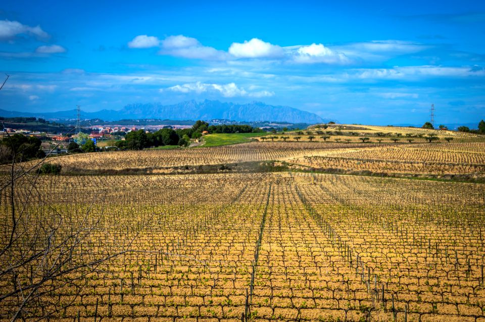 Barcelona: Guided Half-Day Wine and Electric Bike Tour - Experience Highlights