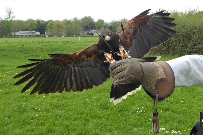 Bath City Tour & Fly a Hawk Experience - Day Trip From Bristol - Booking Information