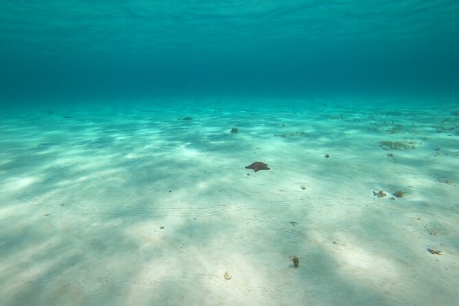 Bavarian Fiesta Snorkel Activity in Glass Bottom Boat at San Miguel De Cozumel - Inclusions