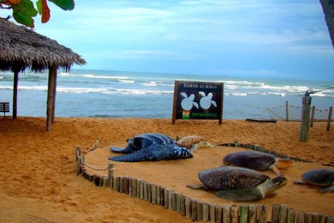 Beach Getaway - Praia Do Forte and Guarajuba - Best Activities in Guarajuba