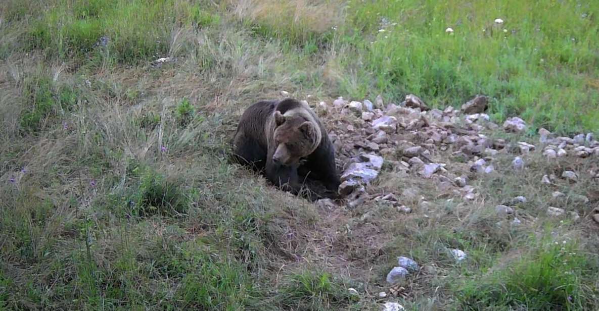 Bear Watching Slovenia - Experience Highlights