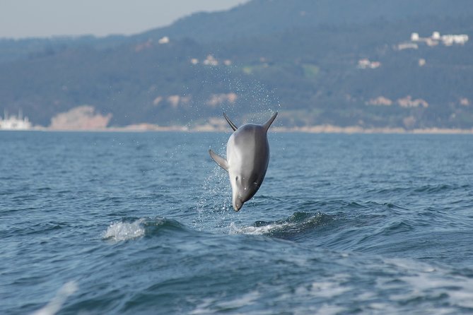 Become a Dolphin Protector! Lisbon Eco-Dolphin Watching - What To Expect