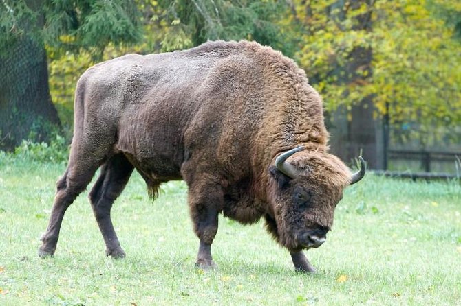 Bialowieza National Park Small Group Tour From Warsaw With Lunch Included - Tour Inclusions