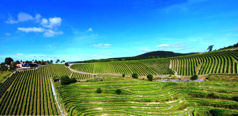 Bilbao Txakoli Wine Tour - Experience Options