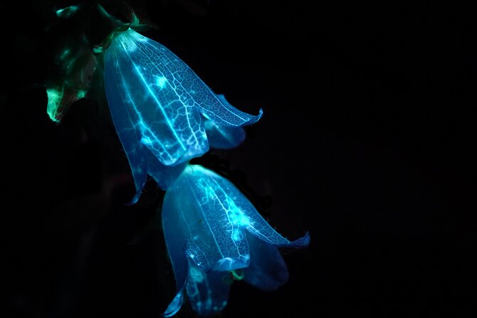 Biofluorescent Night Walk in Norfolk - Discovering the Hidden Glow in Nature