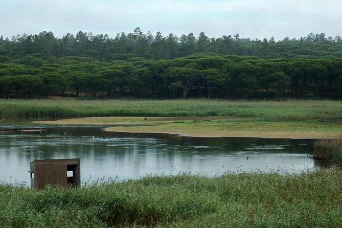 Bird Watching in Albufeira Lagoon - Bird Species in the Lagoon