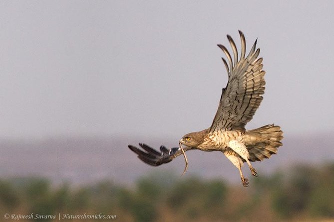 Birding & Bird Photography Tour in Bangalore - Logistics and Pickup Details