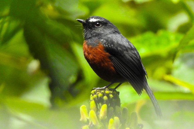 Birding in Mindo Cloud-Forest Mitad Del Mundo - Bird Species to Spot