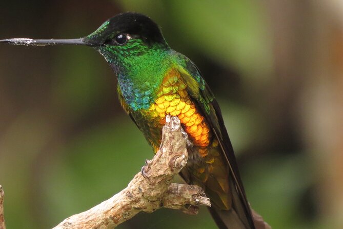 Birding & Nature to Chicaque Cloud Forest Nature Reserve - Tour Highlights and Inaclusions