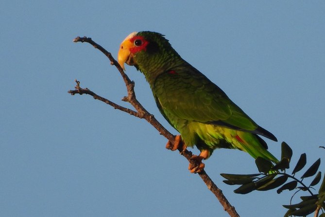 Birds of the Mayan World 1 - Birdwatching Hotspots in Mayan Territories