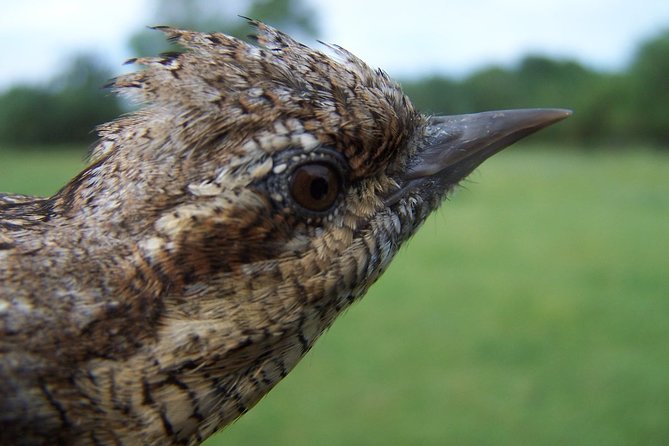 Birdwatching Eastern Montes De Toledo - Best Time to Visit