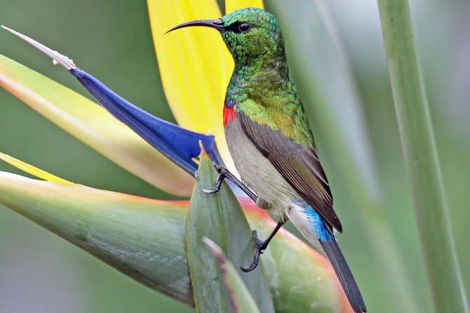 Birdwatching in Cape Town - Bird Species to Look Out For