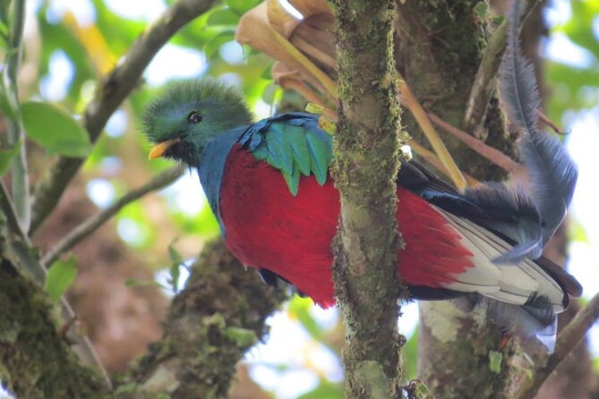 Birdwatching Tour in Tapantí National Park - Endemic Bird Species to Spot