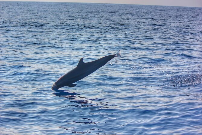 Boat Trip to See Marine Life in Puerto Escondido - Meeting and Pickup Information