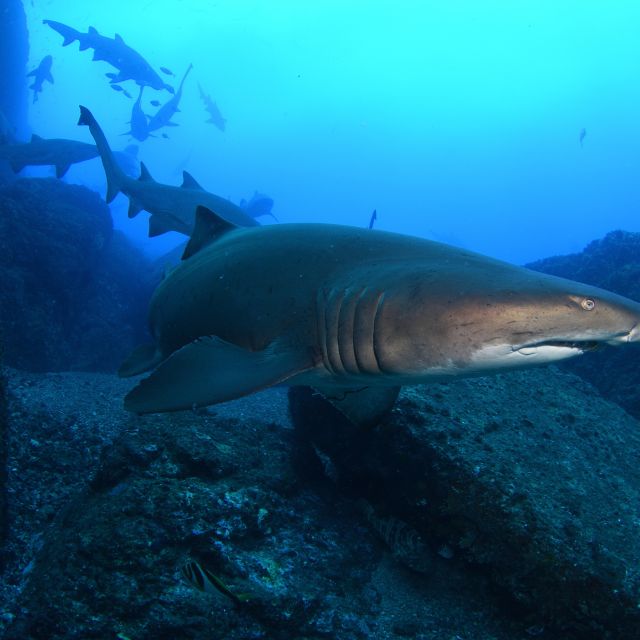 Bondi: Shark Dive at Bushrangers Bay for Certified Divers - Itinerary