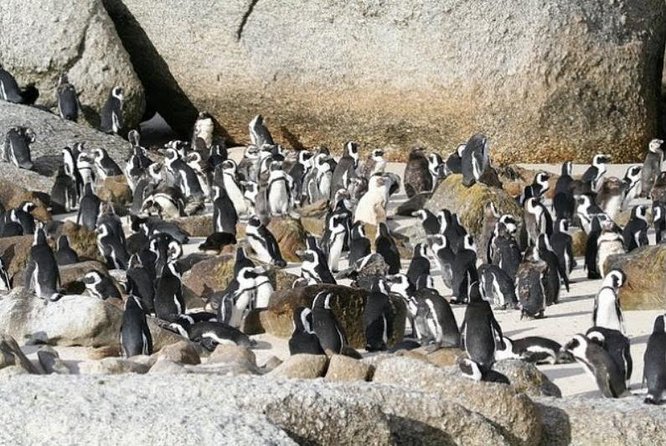 Boulders Beach Tour - Reviews and Ratings Analysis