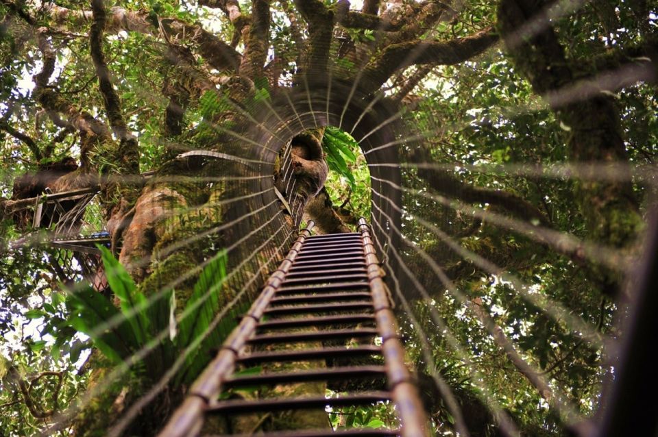 Brisbane: OReillys Tree Top Walk - Highlights