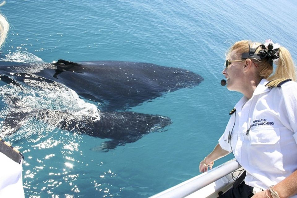 Brisbane: Whale Watching Cruise With Lunch - Experience Highlights
