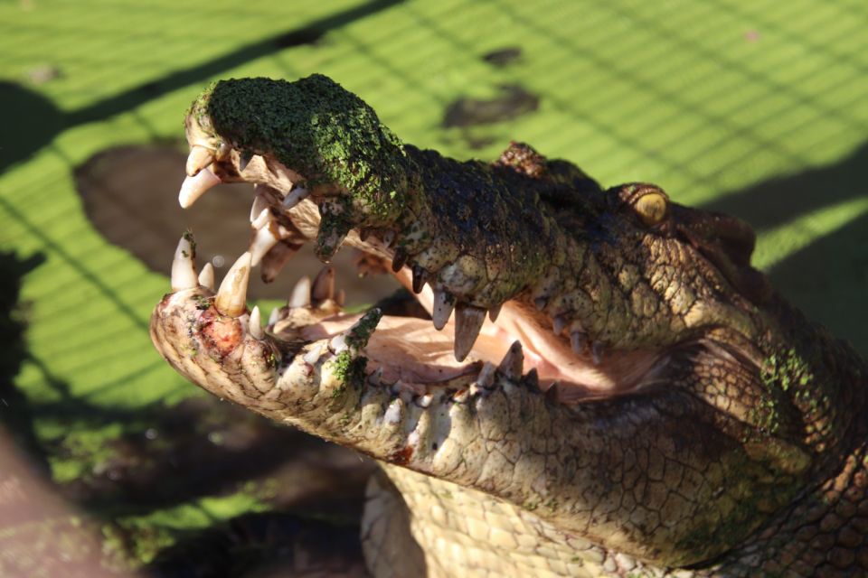 Broome: Malcolm Douglas Crocodile Park Tour With Transfers - Pickup and Accessibility